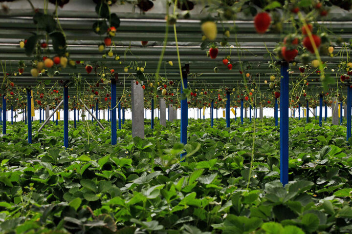 سرمایهگذاری بیشاز ۱۰هزار میلیارد ریالی بنگاههای اقتصادی در بخش کشاورزی سیستان و بلوچستان