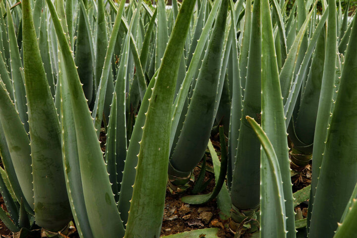 کاشت صبر در کردستان