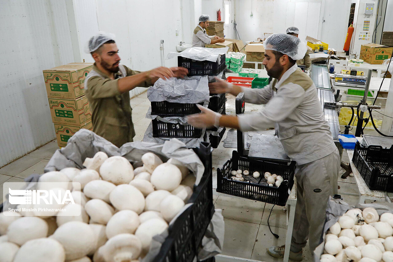 سالانه ۶۵۰ تن قارچ خوارکی در بوشهر تولید می‌شود