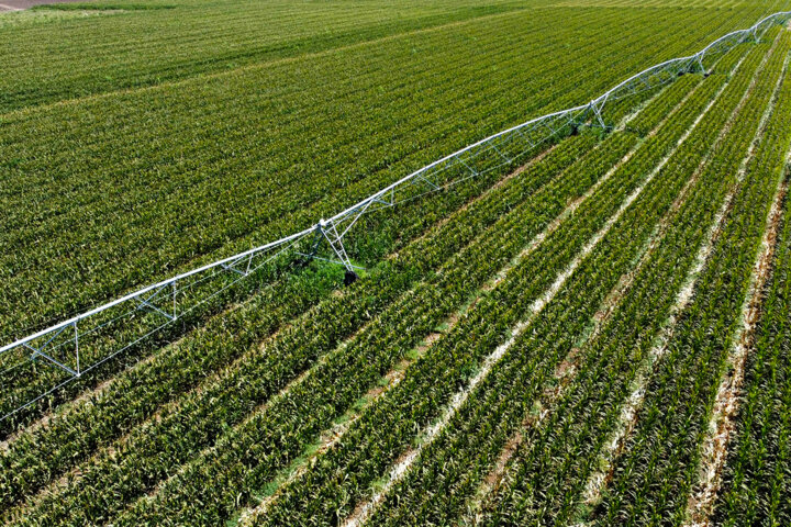 الگوی کشت طرحی عملی برای کاهش مصرف آب در کشاورزی قم