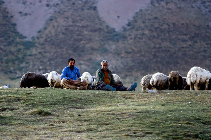 عشایر در چنبره خشکسالی و دلال/ چوب حراج به دام ها