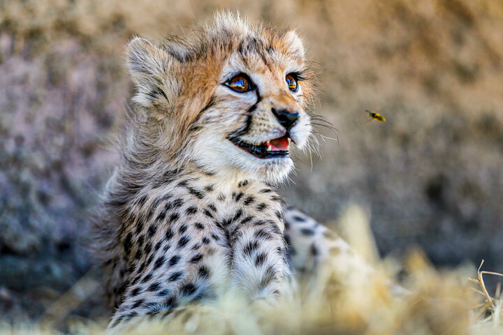مروری بر روند تکثیر در اسارت یوزپلنگ/بارداری دوم توران چگونه خواهد بود؟