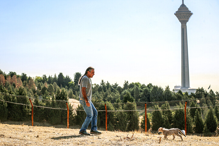 حواشی پیروز توله یوز ایرانی/ از سرقت تا فعالیت در فضای مجازی