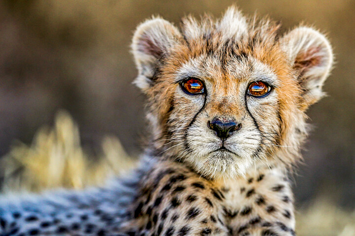 دورخیز بلند استان سمنان برای حفظ یوزپلنگ از خطر انقراض