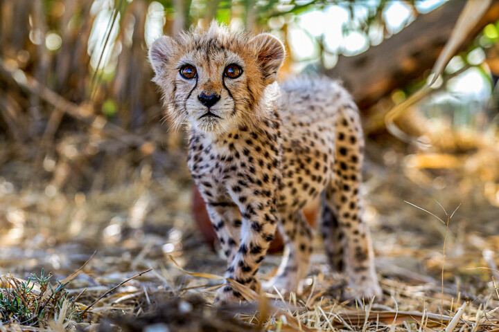 «پیروز» به توران میرود