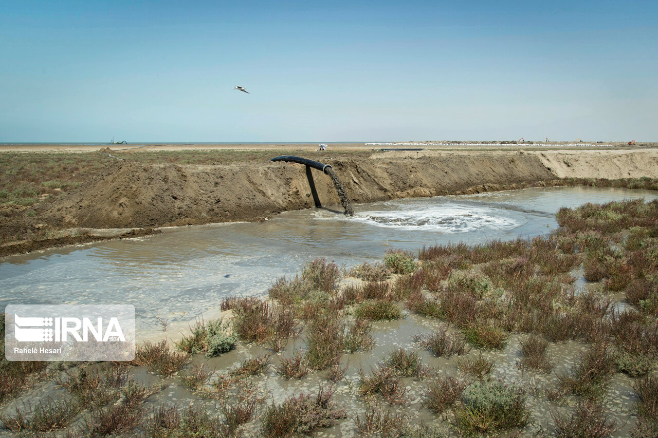 پایان نگرانی حامیان محیط زیست با رویش بوته شورپسند سالیکورنیا در سواحل خلیج گرگان