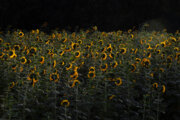 Récolte des graines de tournesol