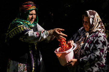 برداشت محصولات باغی در کلیبر و مرند