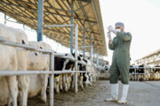 اجرای طرح اصلاح نژاد گاوهای شیری در همدان
