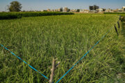 پیامدهای اقلیمی به هم خوردن تعادل بین برنجکاری و دامداری مازندران 