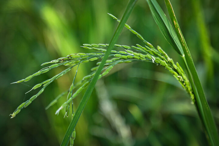 کاهش بارشها و پیشبینی آیندهای خشک برای کنگاور
