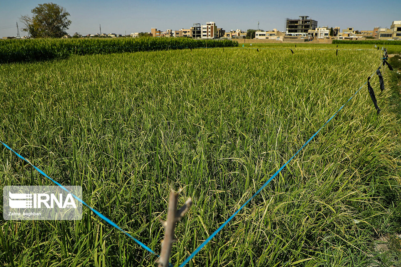 پیامدهای اقلیمی به هم خوردن تعادل بین برنجکاری و دامداری مازندران 
