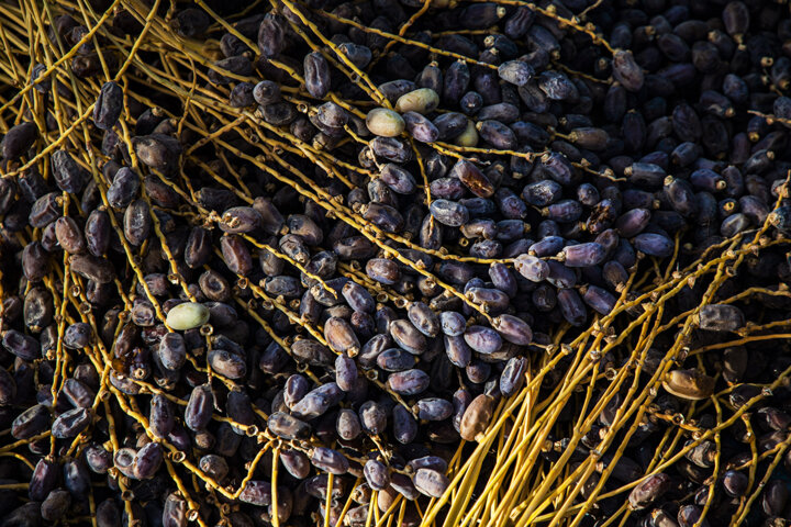 گزارش فائو از نقش مهم ایران در تأمین غذای جهان/ رتبههای ۱ تا ۲۰ ایران در صادرات ۲۵ محصول