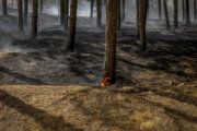 آتش سوزی چهار هزار مترمربع از جنگل ماسال گیلان خاموش شد