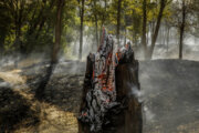 کاهش ۶۰ درصدی آتش‌سوزی در مناطق جنگلی کشور
