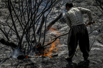 آتش سوزی در پارک جنگلی آبیدر