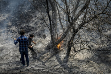آتش سوزی جنگل‌های منطقه سنگده ساری با سوختن حدود ۲ هکتار مهار شد 