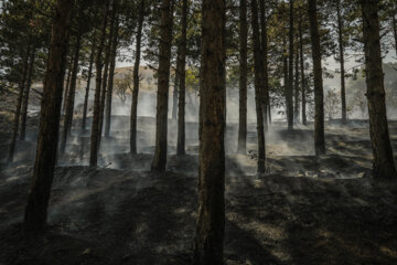 آتش سوزی در پارک جنگلی آبیدر