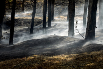 آتش زیرخاکستر در کمین جنگل‌های هیرکانی