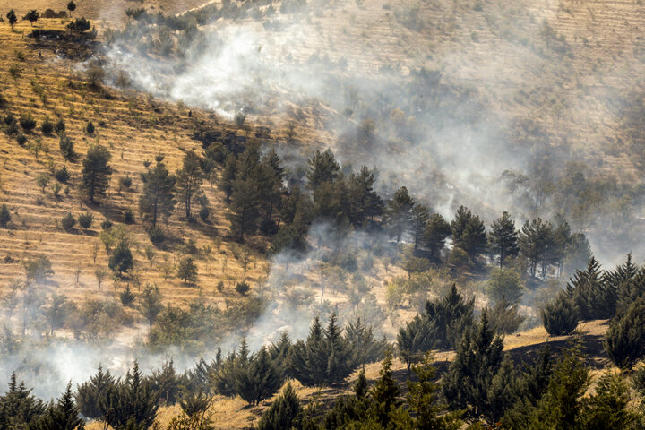"تغییر کاربری" تیر خلاص برای جنگلهای "بلوط" استان کهگیلویه و بویراحمد