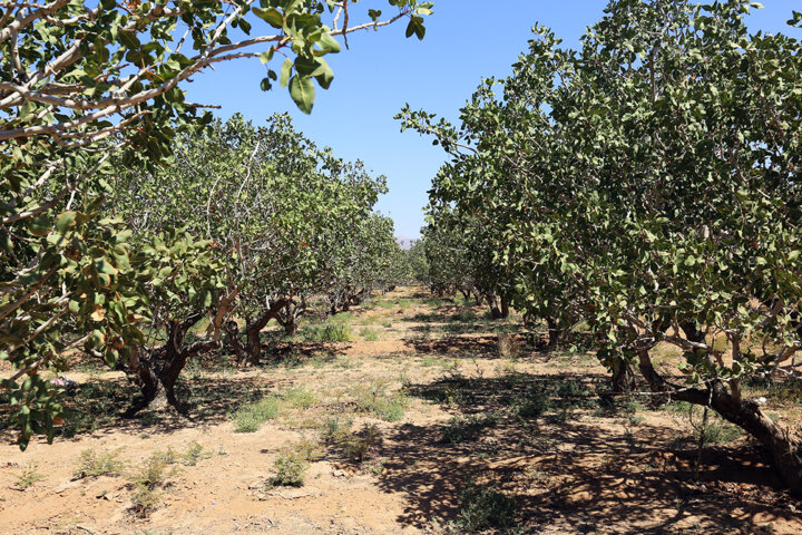 نگاهی به ظرفیتهای باغی قم؛ از پسته مرغوب تا زیتون اعلا