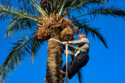 Date harvesting in Yazd