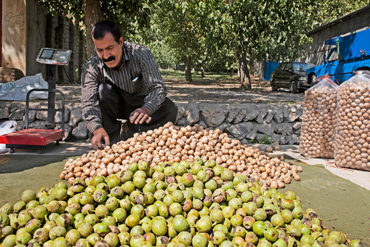 باغداران قطب گردوی لرستان قربانی برداشت به روش سنتی