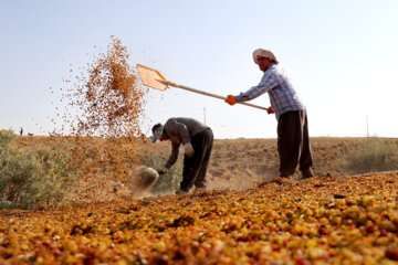 اختصاص یک‌ میلیارد دلار به طرح ۵۵۰ هزار هکتاری خوزستان از سوی دولت