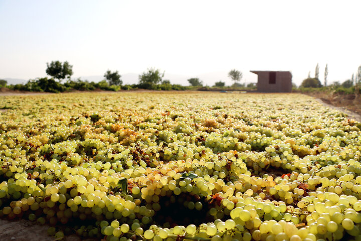 برداشت بیش از ۱۸ هزار تن انگور از تاکستان‌های میاندوآب آغاز شد