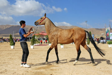 El Festival Nacional del bello caballo turcomano en Boynurd