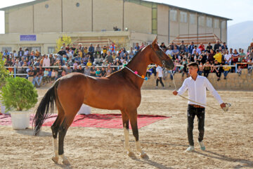 El Festival Nacional del bello caballo turcomano en Boynurd