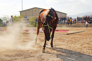 El Festival Nacional del bello caballo turcomano en Boynurd