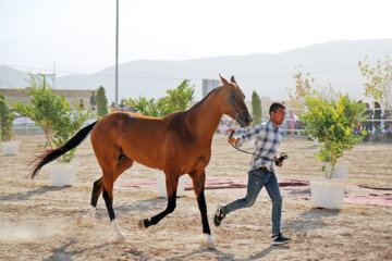 El Festival Nacional del bello caballo turcomano en Boynurd