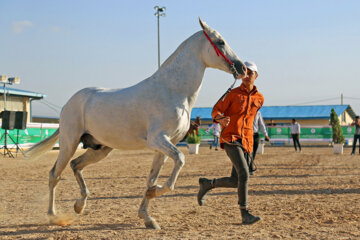 El Festival Nacional del bello caballo turcomano en Boynurd