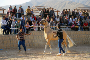 El Festival Nacional del bello caballo turcomano en Boynurd