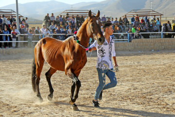 El Festival Nacional del bello caballo turcomano en Boynurd