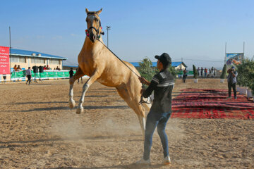 El Festival Nacional del bello caballo turcomano en Boynurd