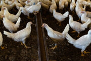 چهار هزار و ۲۰۰ قطعه مرغ زنده در خراسان جنوبی توقیف شد