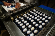 تولیدکننده، تخم مرغ را ۲۰ درصد زیر قیمت مصوب می‌فروشد
