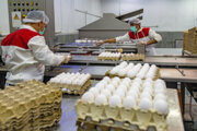 سالانه ۱۱ هزار و ۵۰۰ تن تخم مرغ در کرمانشاه تولید می‌شود