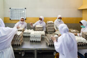 تخم مرغ همچنان کمتر از قیمت مصوب به فروش می‌رسد/ صادرات ۱۰۰ میلیون دلار تخم مرغ
