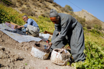 برداشت انگور سیاه از باغات کردستان