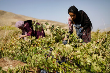 برداشت انگور سیاه از باغات کردستان
