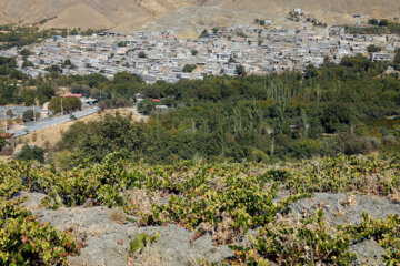 برداشت انگور سیاه از باغات کردستان