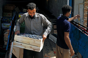 برداشت انگور سیاه از باغات کردستان