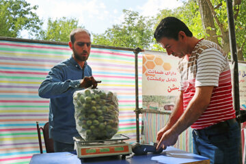 Festival de la noix à Zanjān 