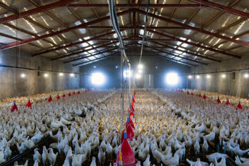 تولید مرغ در خراسان جنوبی ۱۵ درصد افزایش یافت