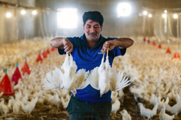 ۶۰ درصد مرغ تولیدی در باخَرز خراسان رضوی به سایر شهرستانها صادر می شود