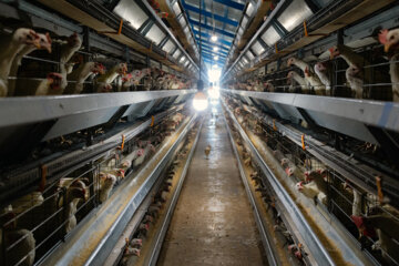 عزم مسئولان کهگیلویه و بویراحمد برای خودکفایی و صادرات مرغ