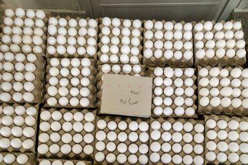فروش تخم‌مرغ درب واحدهای تولیدی ۴۰ درصد زیر نرخ مصوب/ اعلام قیمت تخم‌مرغ بسته‌بندی ۳۰تایی